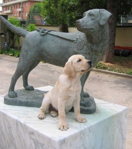 Immagine Sanità, amici a quattro zampe ‘fiutano’ crisi glicemiche. Ecco i cani toscani da assistenza